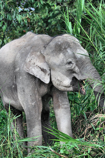 BorneoPigmyElephant_Sukau_0254 (47)_m.jpg